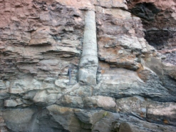 Polystrate tree fossil. Note the base of the stump is rooted in a more organic-rich deposit, while the top of the tree is truncated sharply. Photo from Wikipedia commons.